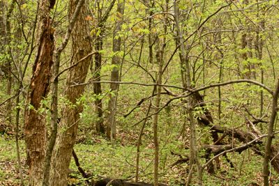 hunting morels