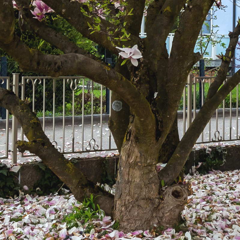 Can Magnolia Wood Be Used For Smoking Meats And Other Foods