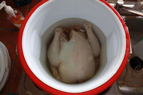 Whole Turkey Being Brined In an Insulated Igloo Cooler