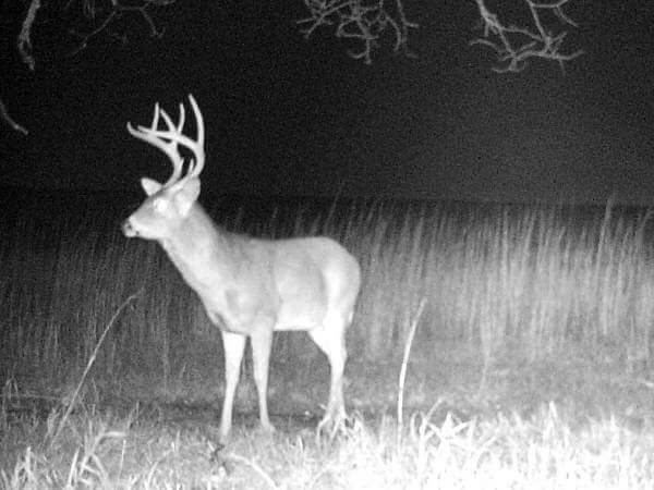 Game Camera Whitetail, For My Smoked Wild Game Recipes