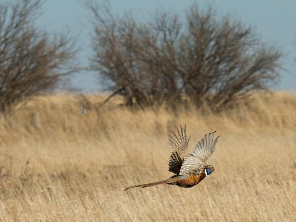 A Lucky Pheasant Rooster, Missed By The Shooter Rooster Pheasant Flying Away After Missed Shot