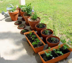 Herb Garden Full Of Shrimp Marinade Ingredients
