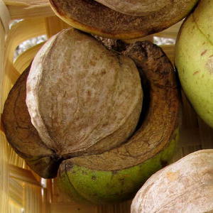 There Are Several Types of Hickory Trees, Including Shell Bark, Shag Bark and Southern Shag Bark