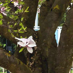 Magnolia Wood, When Cured, Makes a Fine Wood To Use When Smoking Some Meats