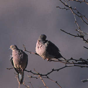 Mourning Doves In The Branches
