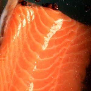 Salmon Fillet Soaking In a Liquid Brine Solution
