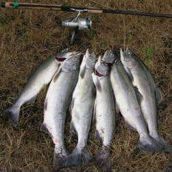 Salmon Caught With Spinning Rod From Washington State's Carbon River Nice String of Salmon Caught On The Carbon River, Washington State